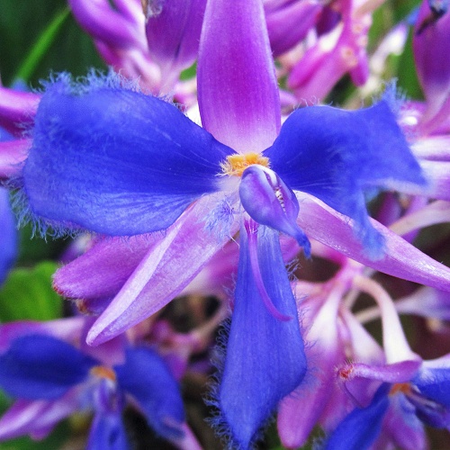 Cochliostema odoratissimum