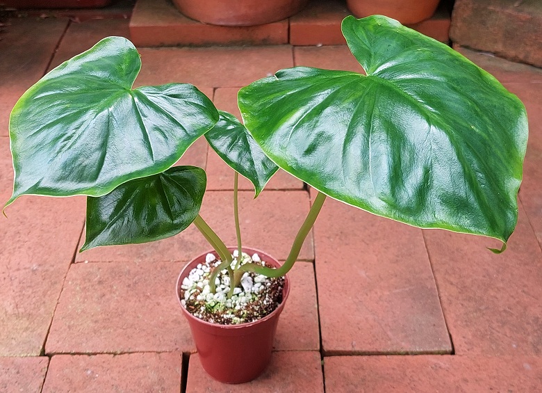 Colletogyne perrieri