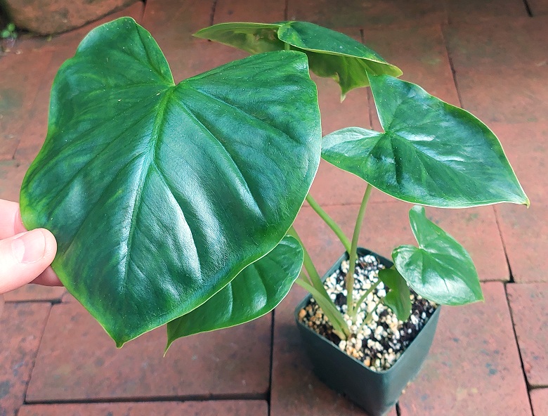 Colletogyne perrieri