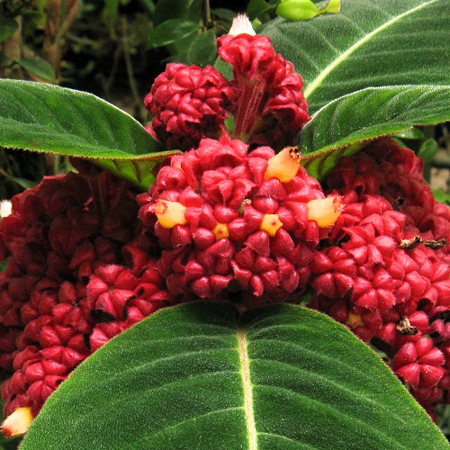 Corytoplectus capitatus