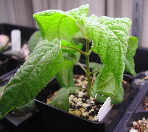 Deppea splendens seeds