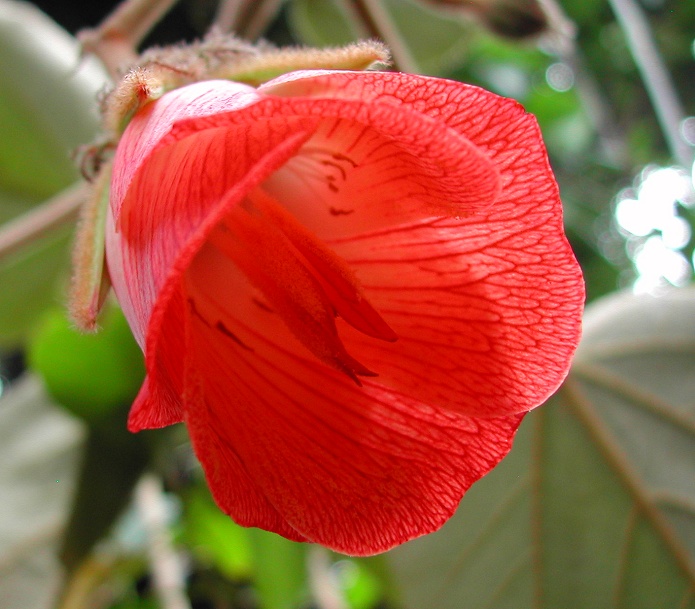 Andringitra macrantha (Dombeya macrantha)