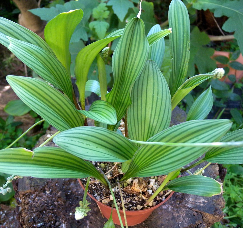 Striped Drimiopsis