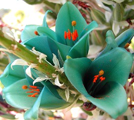 Turquoise Puya berteroniana