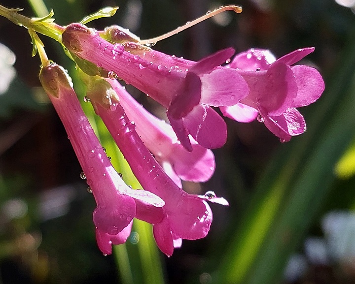 Freylinia visseri