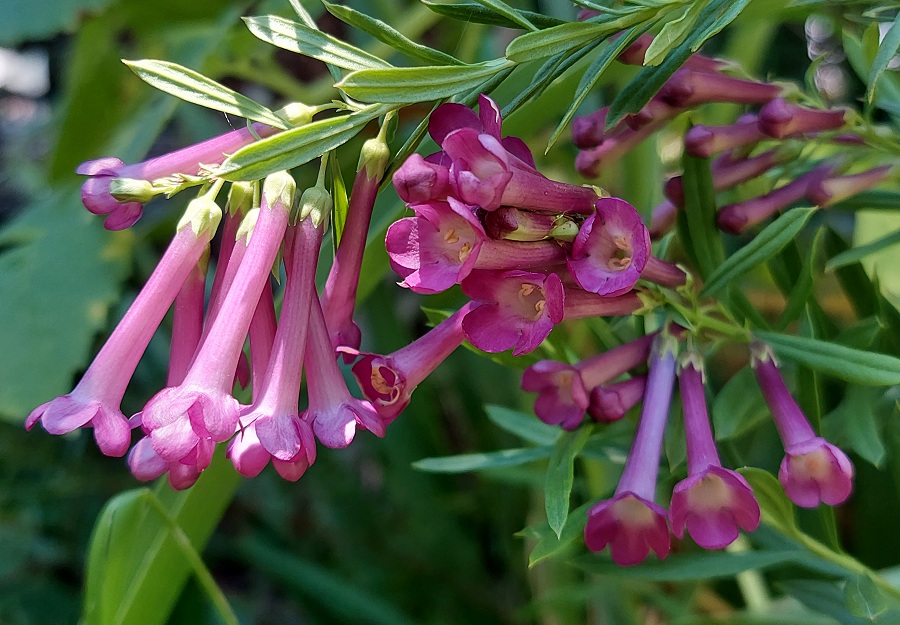 Freylinia visseri