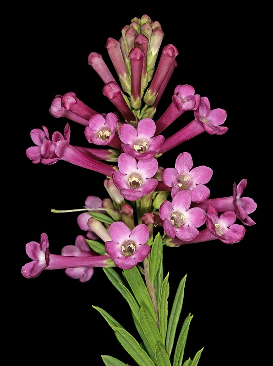 Freylinia visseri