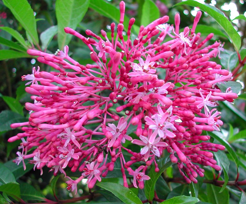 Fuchsia arborscens