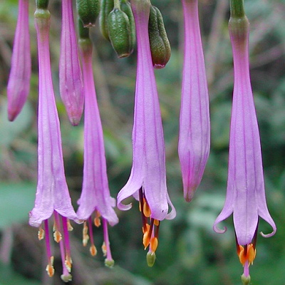 Fuchsia juntasensis