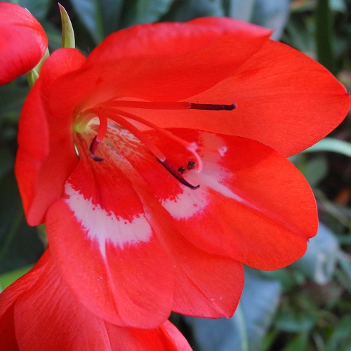Gladiolus cruentus