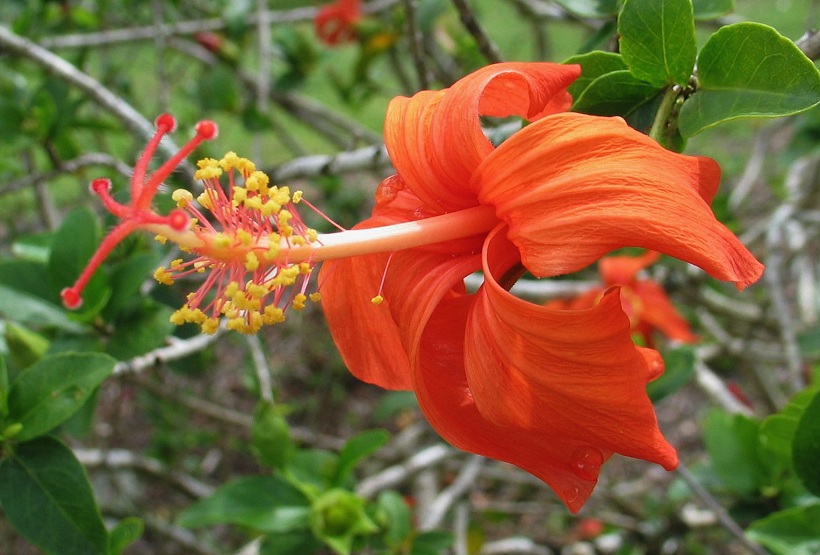 Hibiscus kokio subsp. saintjohnianus 
