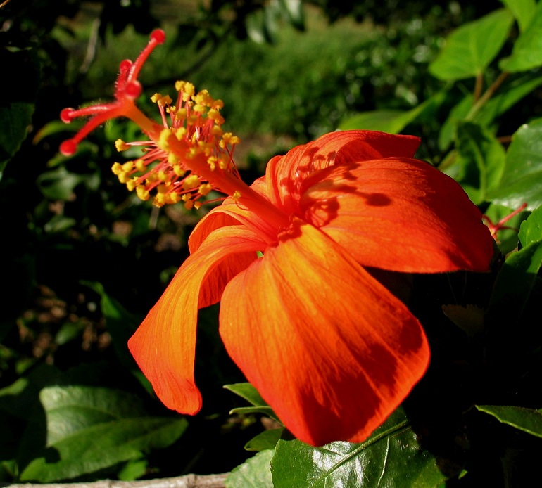 Hibiscus kokio subsp. saintjohnianus 