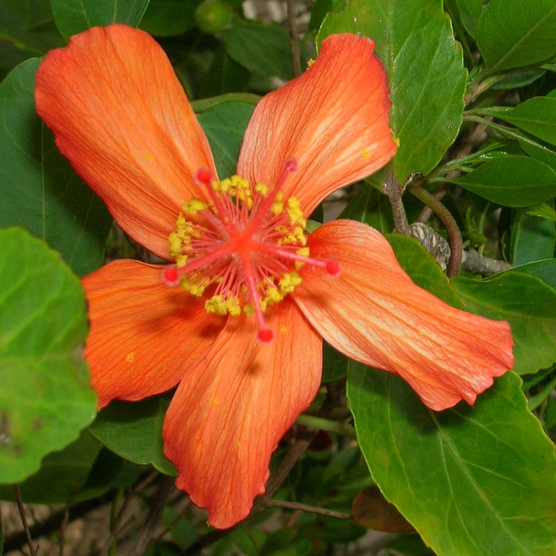 Hibiscus kokio subsp. saintjohnianus 