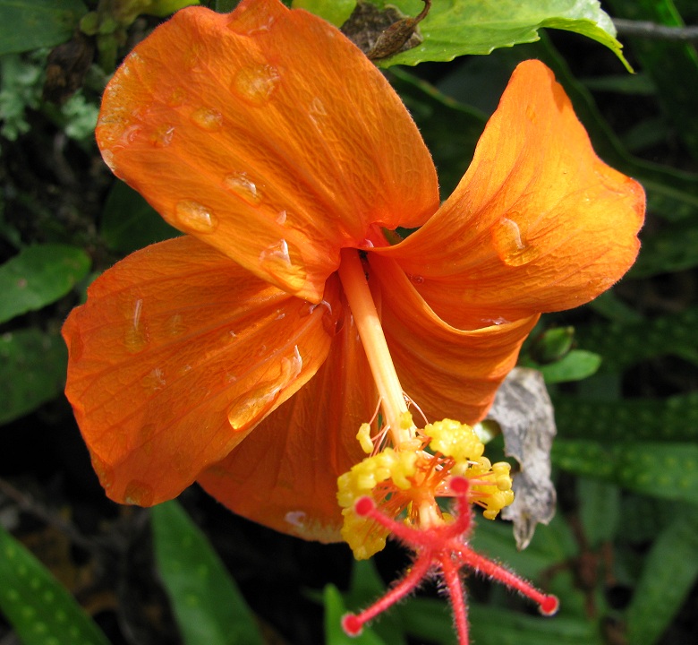 Hibiscus kokio subsp. saintjohnianus 