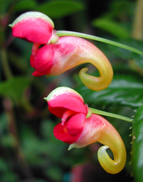 Kilimanjaro Impatiens