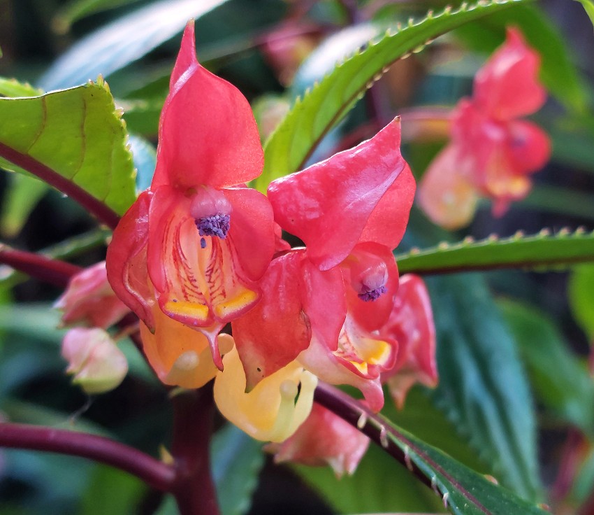 Impatiens bicaudata