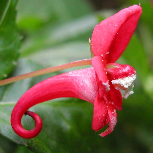 Impatiens eriosperma
