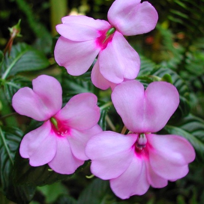 Impatiens usambarensis