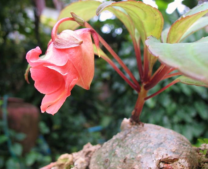 Impatiens phengklaii