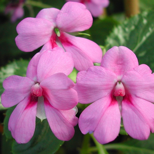 Impatiens platypetala - Magenta form