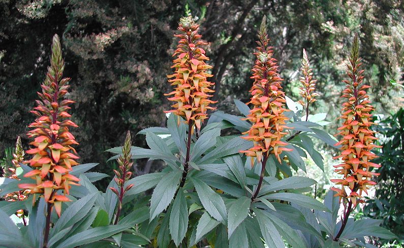 Isoplexis canariensis - Canary Island Foxglove