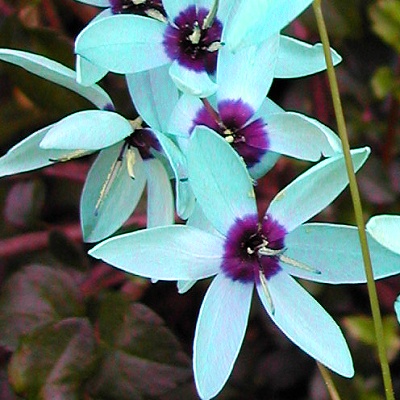 Turquoise Ixia viridiflora