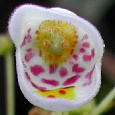 Jovellana punctata - Teacup Flower