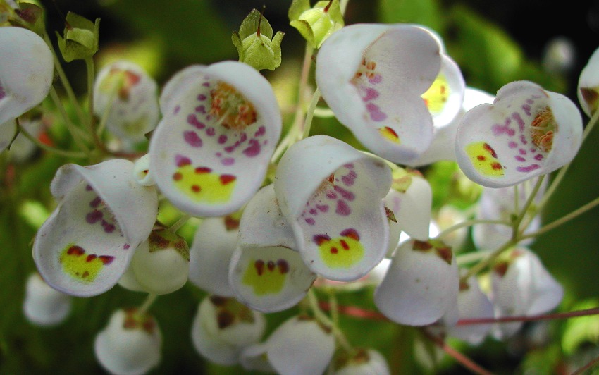 Jovellana punctata - Teacup Flower