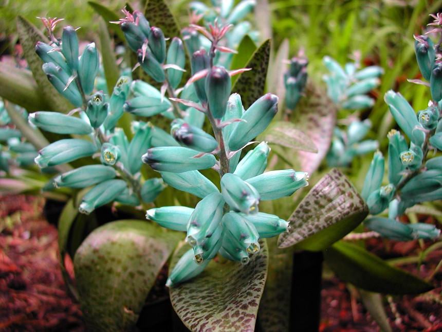 Lachenalia viridiflora - "Turquoise Hyacinth"