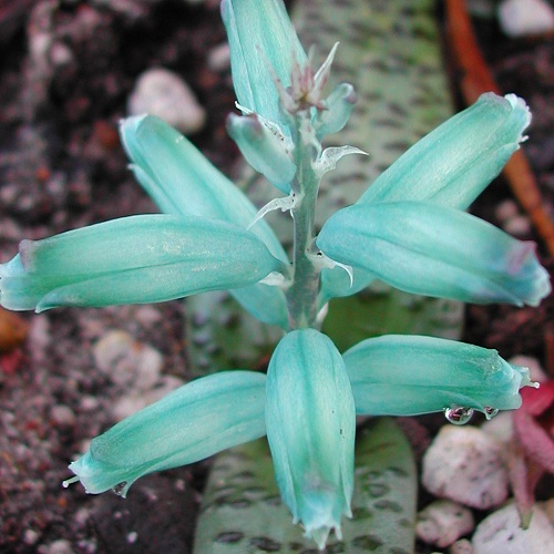 Lachenalia viridiflora - "Turquoise Hyacinth"