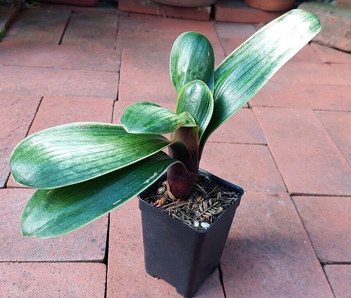 "Light of Buddha" Variegated Clivia miniata 