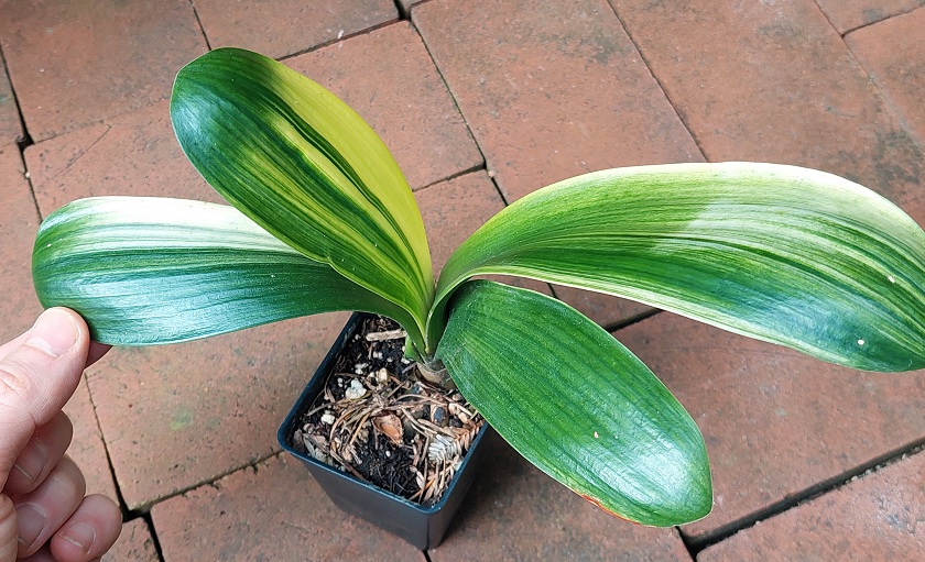 "Light of Buddha" Variegated Clivia miniata 