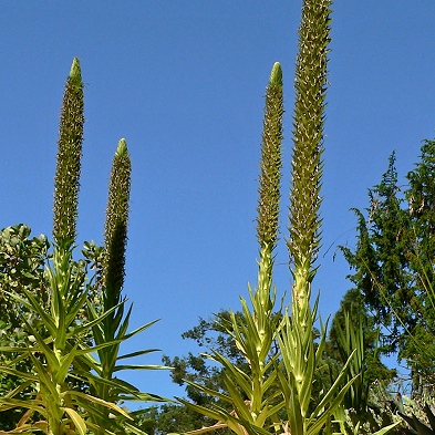 Lobelia aberdarica - Giant African Lobelia