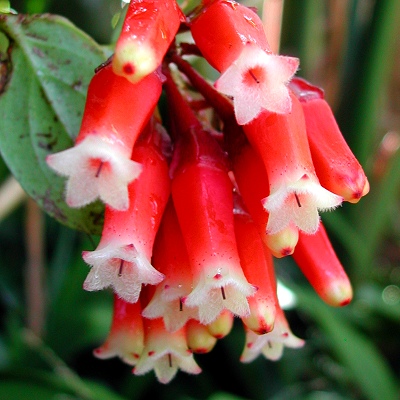 Macleania insignis