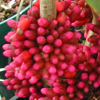 Medinilla sp. from Madagascar