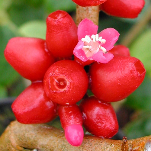 Medinilla sp. Big Fruit