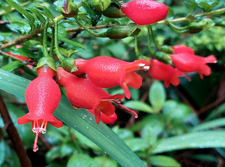 Mitraria coccinea