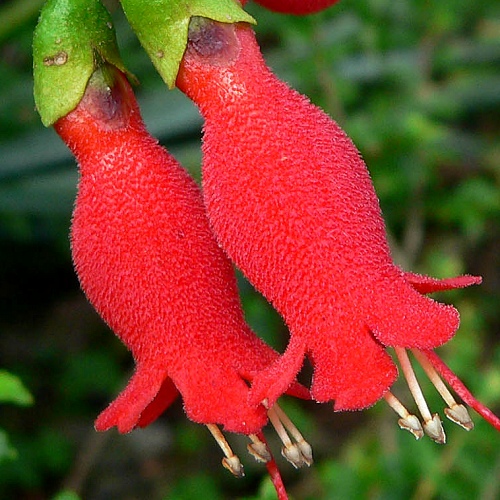 Mitraria coccinea