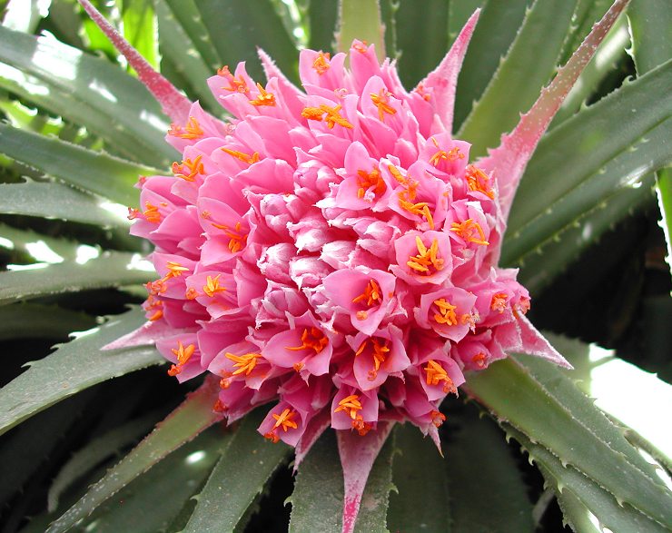 Extremely rare Ochagavia! - Beautiful Bromeliad | eBay