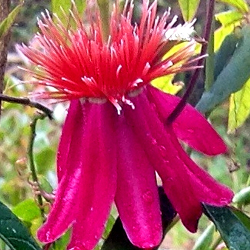 Passiflora gritensis