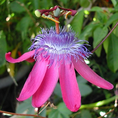 Passiflora loefgrenii