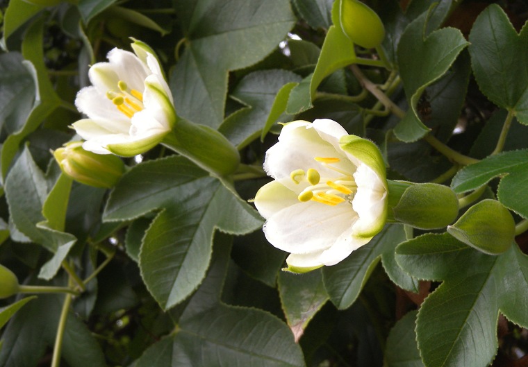 Passiflora matthewsii alba