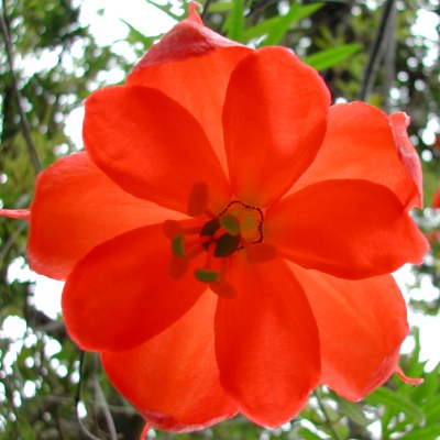 Passiflora parritae