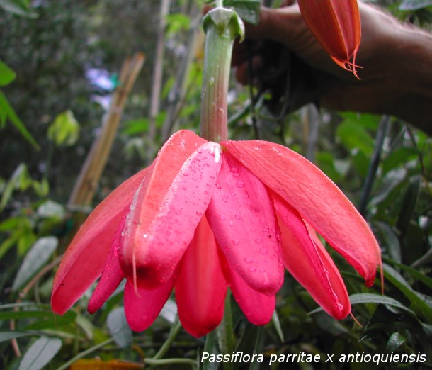 Passiflora parritae x antioquiensis