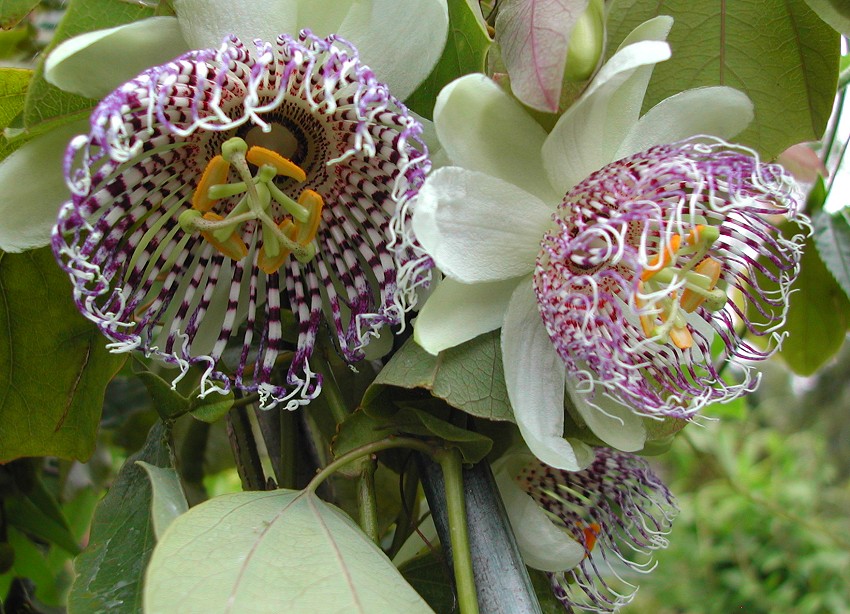 Passiflora sidifolia (sidaefolia)