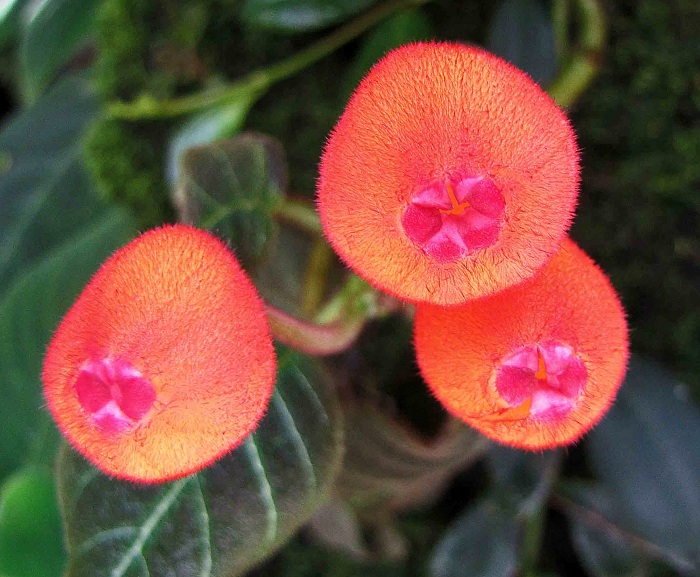 Pearcea hypocyrtiflora