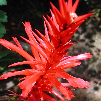 Pitcairnia ringens