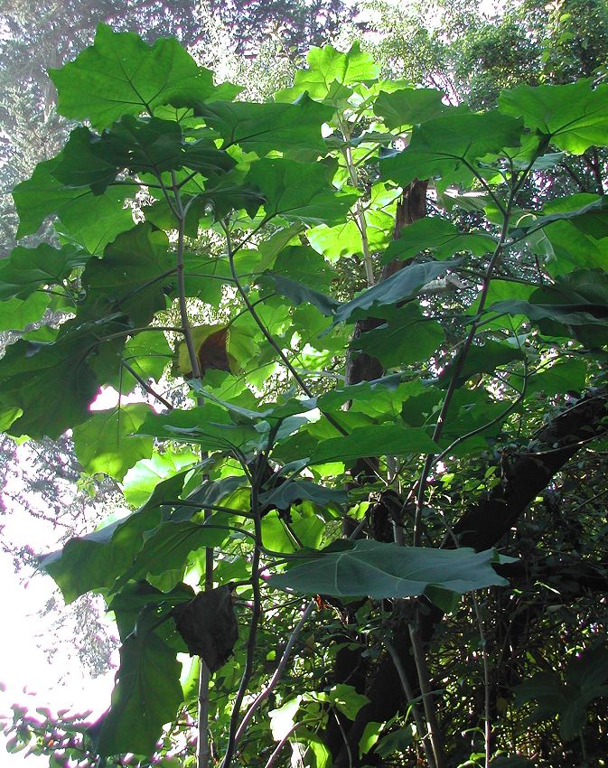 Podachaenium eminens - Giant Tree Daisy