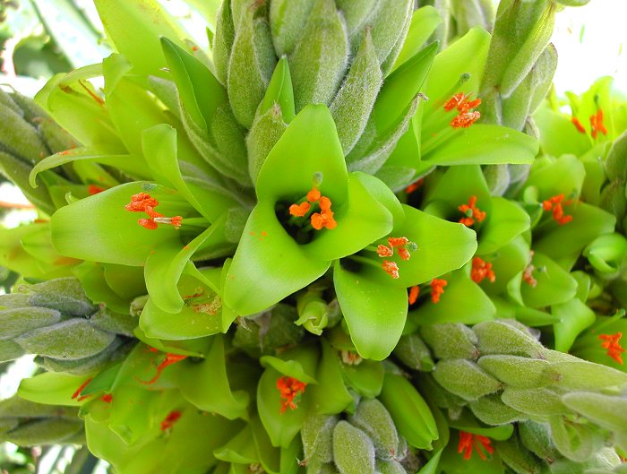 Puya