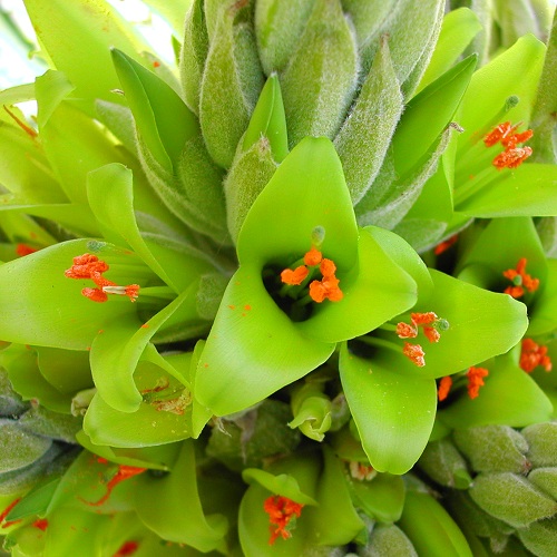 Puya chilensis